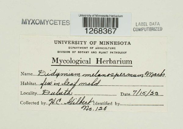 Didymium melanospermum image