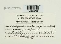 Didymium melanospermum image