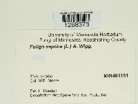 Fuligo septica image