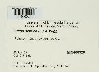 Fuligo septica image