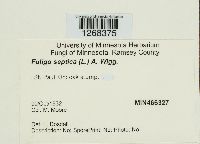 Fuligo septica image