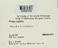 Fuligo septica image