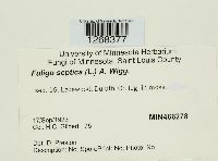 Fuligo septica image