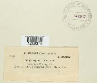 Fuligo septica image