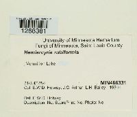 Metatrichia vesparium image