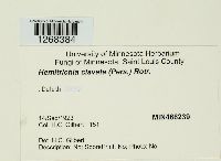 Hemitrichia clavata image