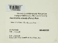 Hemitrichia clavata image