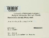 Hemitrichia clavata image