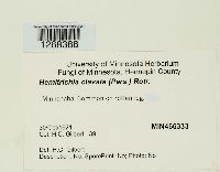 Hemitrichia clavata image