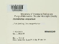 Metatrichia vesparium image