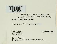 Metatrichia vesparium image