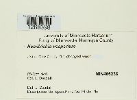 Metatrichia vesparium image