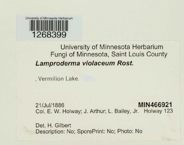 Lamproderma arcyrioides image