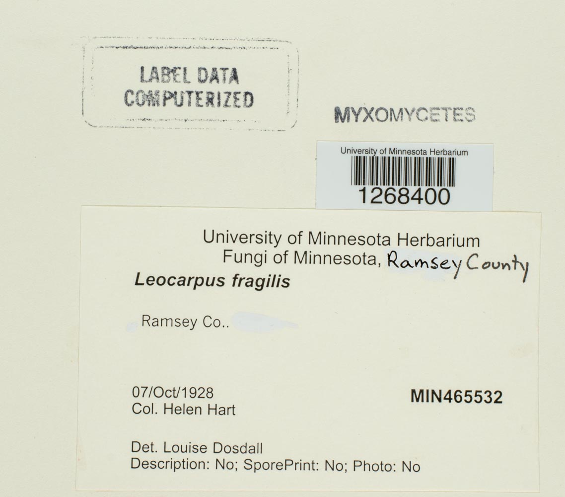 Leocarpus fragilis image