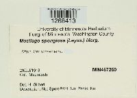 Media resource of Mucilago crustacea