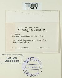 Mucilago crustacea image