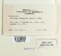 Mucilago crustacea image