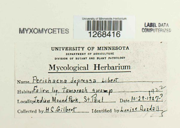 Perichaena depressa image