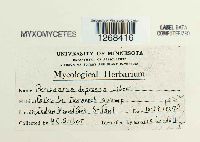 Media resource of Perichaena depressa