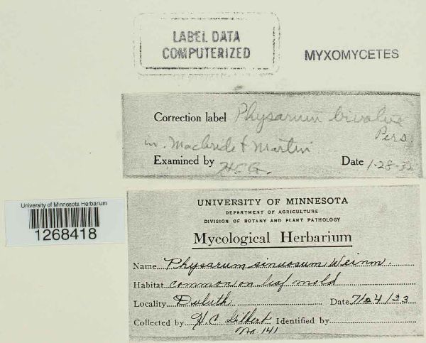 Physarum bivalve image