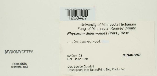 Physarum didermoides image