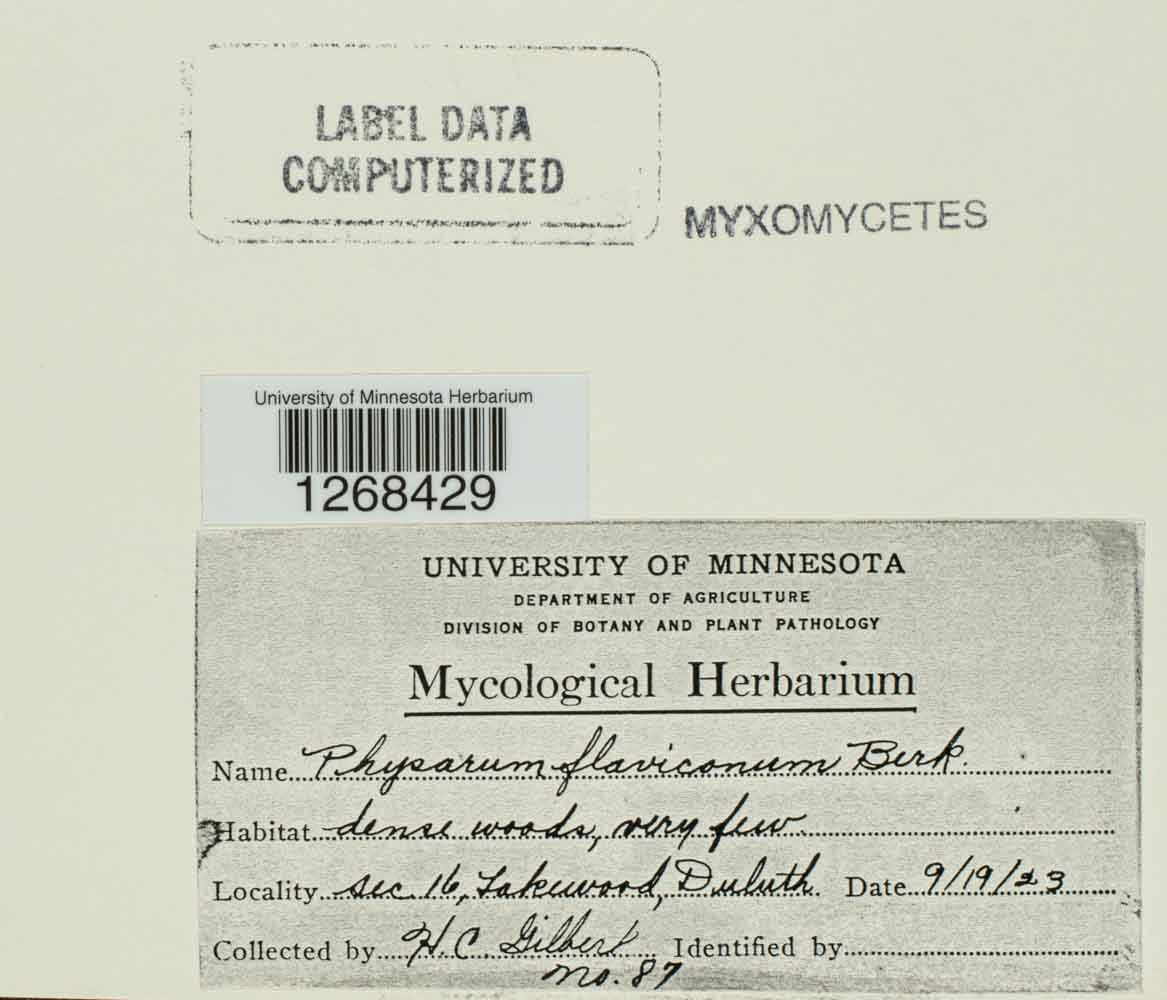 Physarum flavicomum image