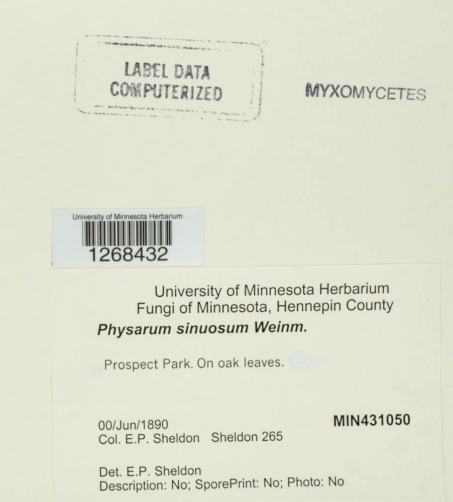 Physarum sinuosum image