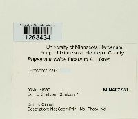 Media resource of Physarum viride