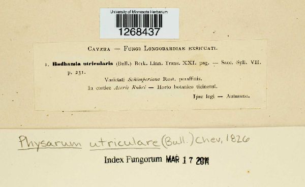 Physarum utriculare image