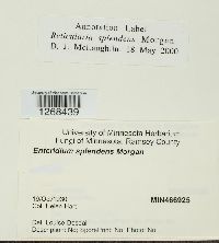 Reticularia splendens image