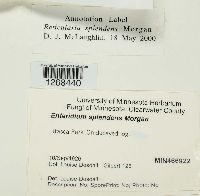 Reticularia splendens image