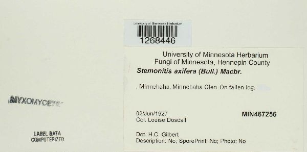 Stemonitis axifera image