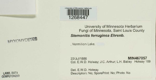 Stemonitis ferruginea image