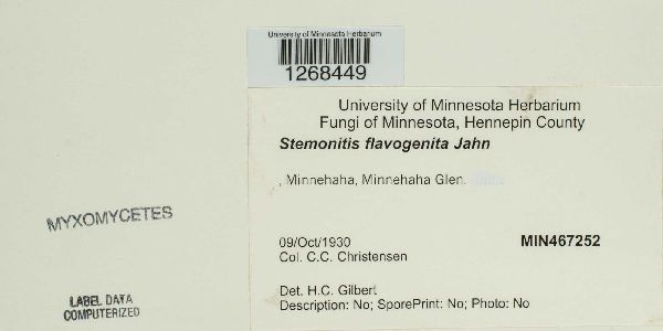 Stemonitis flavogenita image