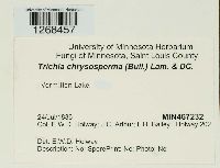 Media resource of Trichia chrysosperma