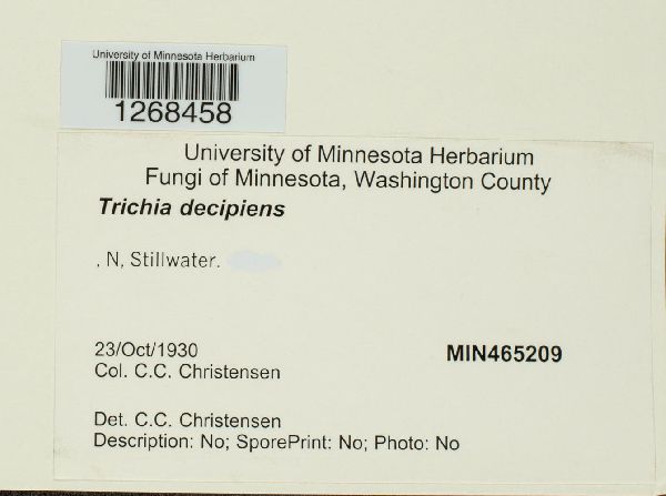 Trichia decipiens image