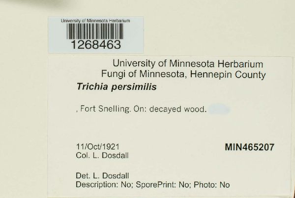 Trichia persimilis image