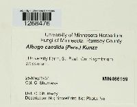 Albugo candida image