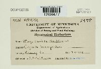 Albugo candida image