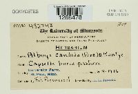 Albugo candida image