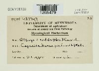 Albugo candida image