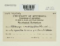 Albugo candida image