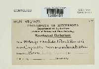 Albugo candida image