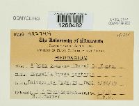 Albugo candida image