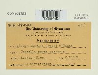 Albugo candida image