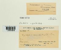 Albugo candida image