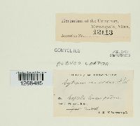 Albugo candida image