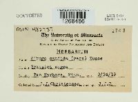 Albugo candida image