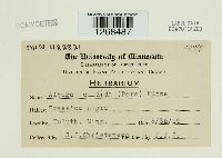 Albugo candida image