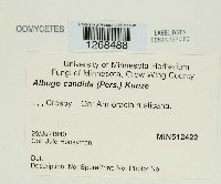 Albugo candida image